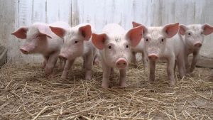 FAO emite alerta a los países de las Américas por peste porcina en RD