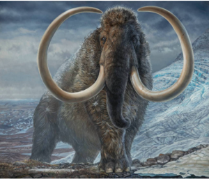 El colmillo de un mamut lanudo permite reconstruir sus pasos hace 17.000 años