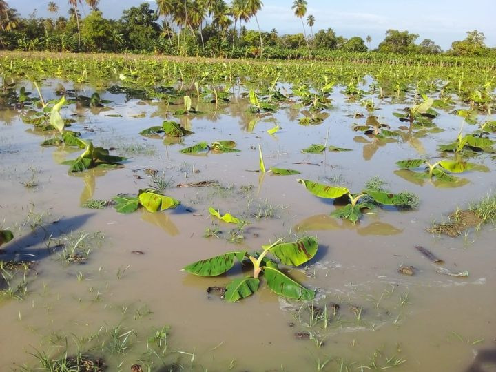 Miles de tareas cultivadas están bajo las aguas del río Yaque del Sur