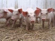 China dice que peste porcina en República Dominicana afectará intercambio comercial