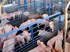 Autoridades presentan plan contra la peste porcina detectada en el país