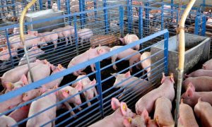 Autoridades presentan plan contra la peste porcina detectada en el país