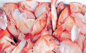 Feda e Idiaf firman acuerdo para impulsar producción de peces en el país