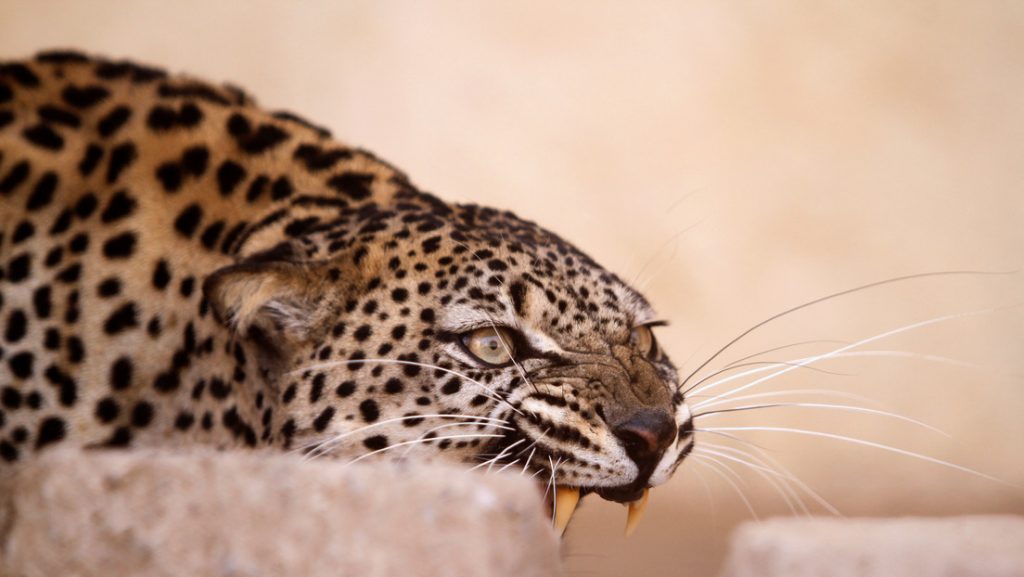 Hospitalizan modelo atacada por un leopardo durante una sesión de fotos