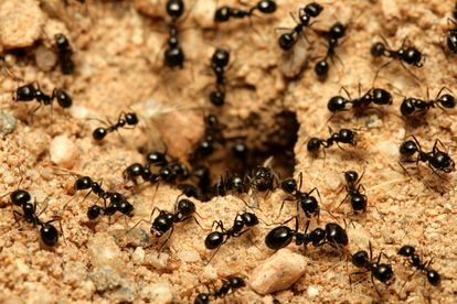 Descubren por qué los dientes de las hormigas cortan como un bisturí