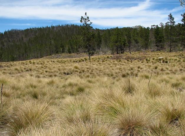 Plazo para cesar agricultura de Valle Nuevo vence el 29 de septiembre