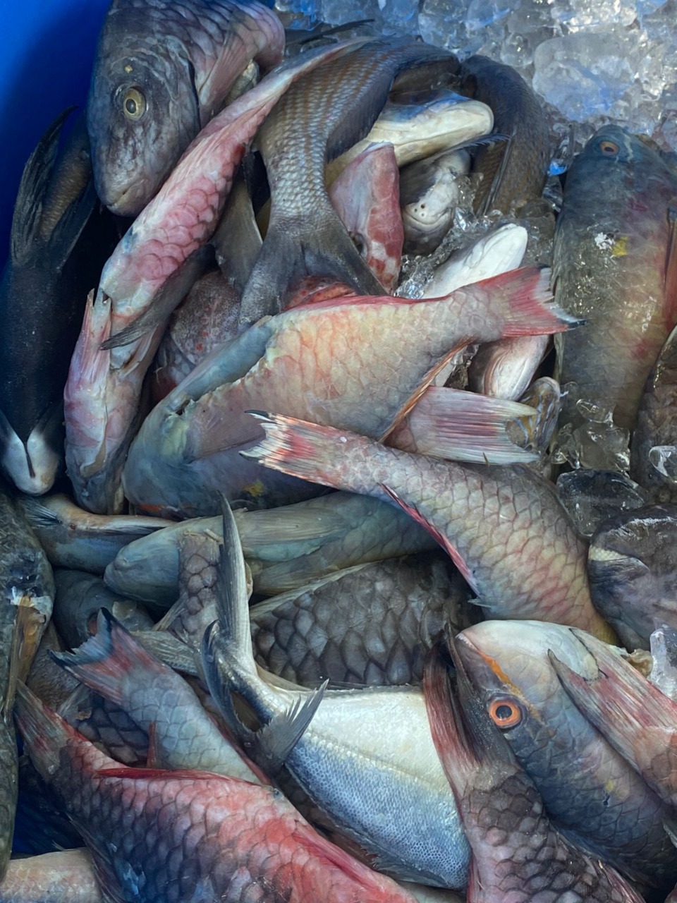 Medio Ambiente decomisa 1,732 libras de pescados y lambies en veda durante operativo