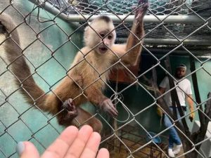 Medio Ambiente recupera animales exóticos enjaulados en Bávaro