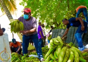 Inespre vende plátanos a 1 peso  en varias provincias