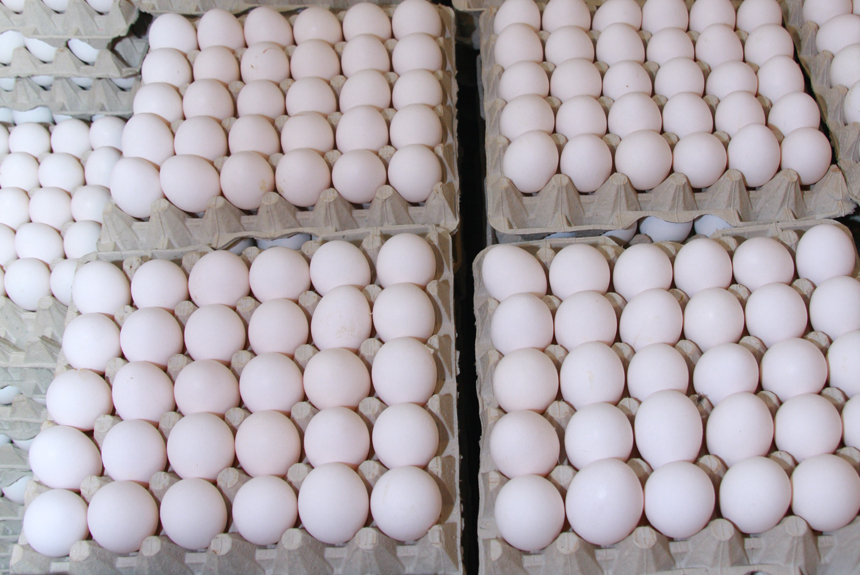 Productores de huevo aseguran industria "corre grave peligro"