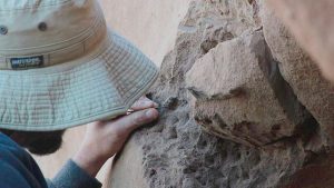 os fósiles de las aves voladoras más gigantescas de todos los tiempos