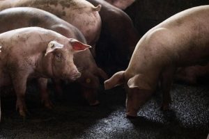 Una nueva amenaza para América: la peste porcina africana