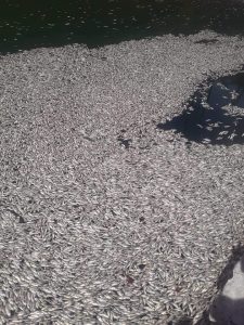 Miles de peces han muerto en la playa El Cayo de Barahona