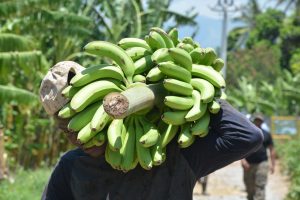 Más de 450 productores agropecuarios son beneficiados por el Inespre