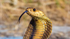 Condenan a doble cadena perpetua a un hombre que mató a su esposa haciendo que una cobra le mordiera mientras dormía