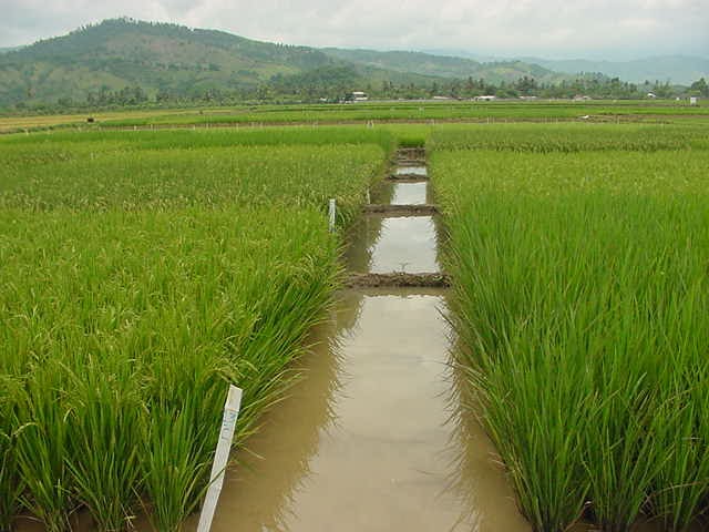 RD utiliza tres mil litros de agua para producir una libra de arroz