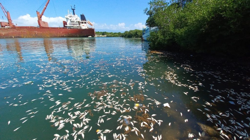 Muere gran cantidad de peces en área de puerto en Barahona