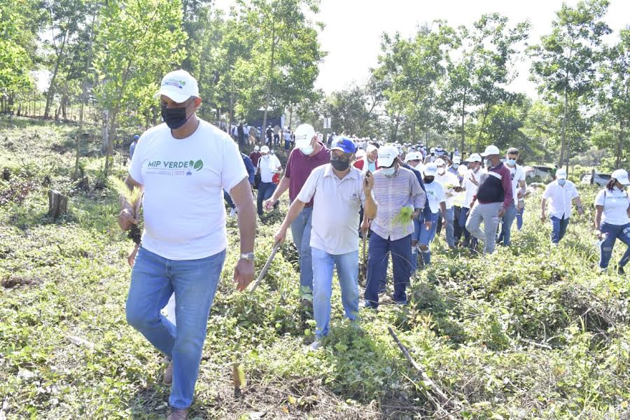 Funcionarios y personal siembran más de 11 mil pinos maderables