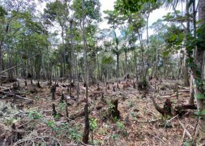 Medio Ambiente somete a exalcalde de Barahona por delitos ambientales