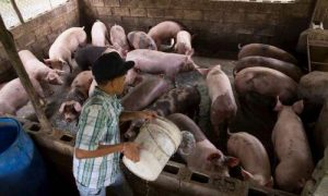 Ministerio de Agricultura da por controlada la peste porcina