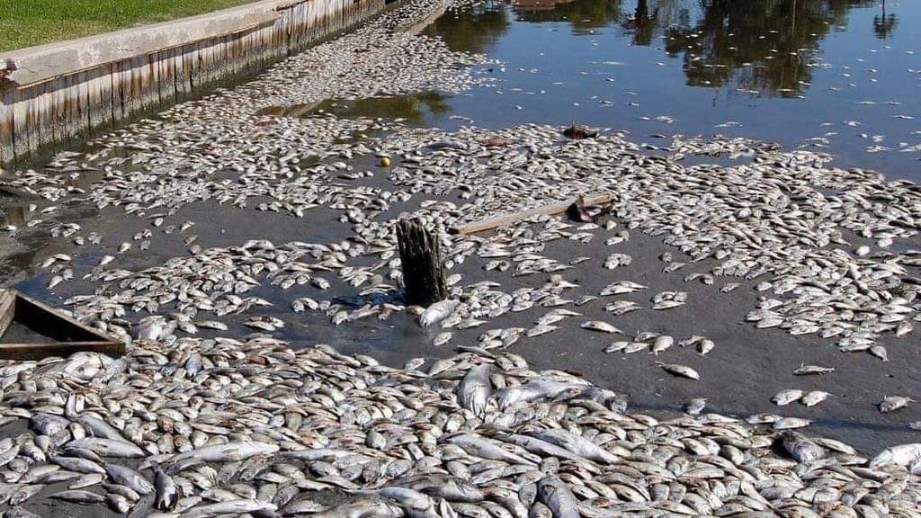 Miles de peces están muriendo en Costa de Miches y Sabana de la Mar