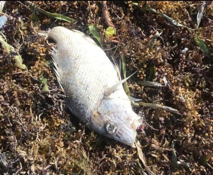 Ambiente investiga muerte de peces en Sabana de la Mar y Miches