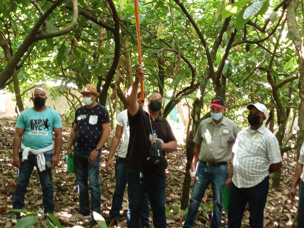 Técnicos participantes en el taller sobre Escuela de campo impartido por el CEDAF, durante una labor de poda en cacao.