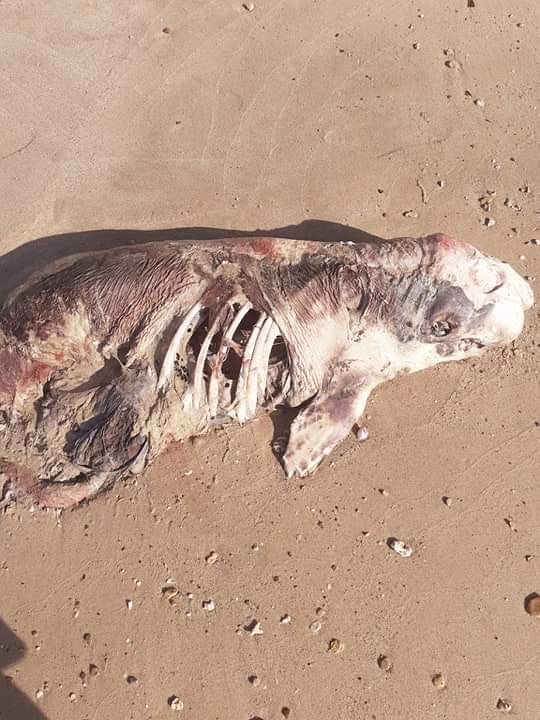 Hallan manatí muerto a orillas de la playa Arroyo Higüero en Samaná