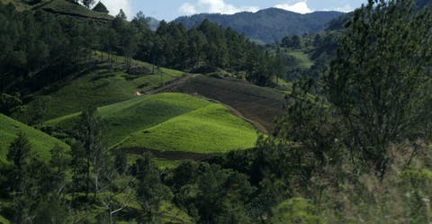 Medio Ambiente reitera cese definitivo de cultivo de ciclo corto