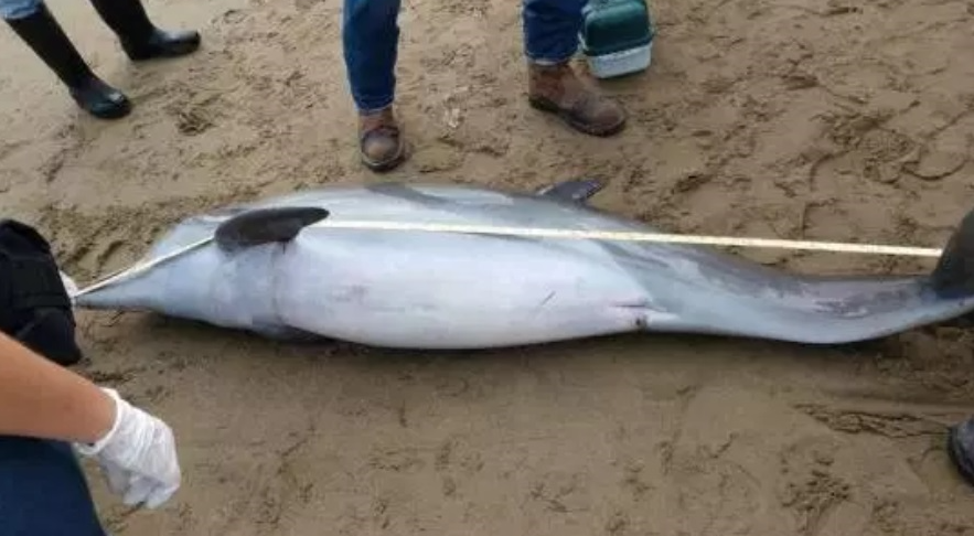 Mueren tres de siete delfines varados en las costas mexicanas