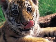 Zoológico Nacional solicita colaboración para nombrar tigre recién nacido