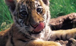 Zoológico Nacional solicita colaboración para nombrar tigre recién nacido
