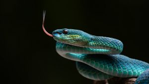 Quema su casa de más de un millón de dólares al tratar de ahuyentar serpientes (y algunas sobreviven)