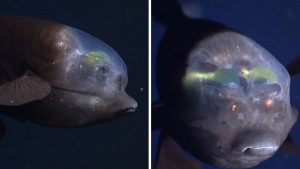 Científicos graban un extraño pez de cabeza transparente y ojos verdes tubulares