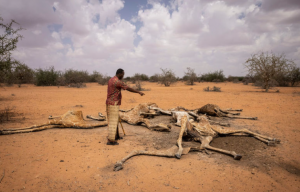 Decenas de jirafas mueren deshidratadas a causa de la sequía en Kenia