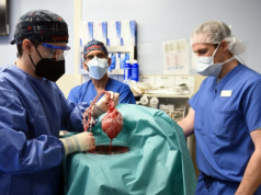 Medicos implantan por primera vez un corazón de cerdo a un humano