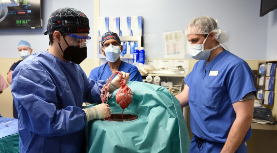 Medicos implantan por primera vez un corazón de cerdo a un humano