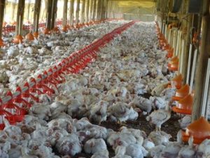 400.000 gallinas mueren en tres días por la ola de calor en Uruguay