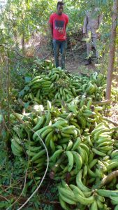 Detienen haitianos y un dominicano por robar  plátanos