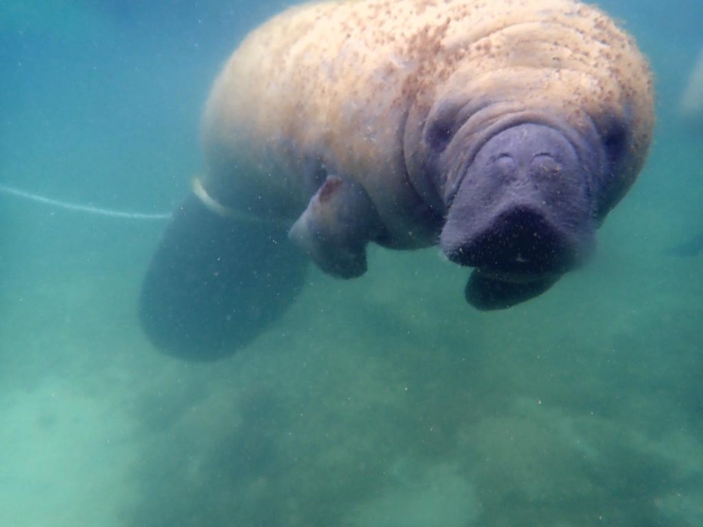 Medio Ambiente sancionará personas que maltrataron manatí Juanita