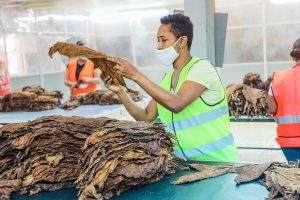RD rompe récord de exportación de tabaco en 2021