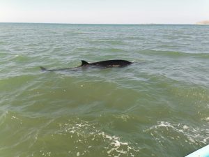 Ballena picuda encontrada en Montecristí falleció de forma fortuita