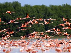 Denuncian captura masiva de aves especie Flamencos ante indiferencia