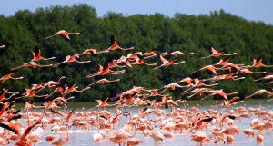 Denuncian captura masiva de aves especie Flamencos ante indiferencia