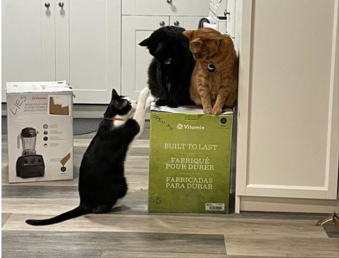 Tres gatos toman de 'rehén' una licuadora (y sus dueñas no pueden desempacarla desde hace semanas)