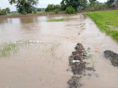Hay 395 parcelas afectadas por lluvias en Montecristi; IAD envía comisión
