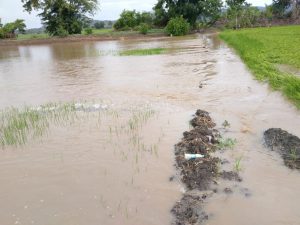 Hay 395 parcelas afectadas por lluvias en Montecristi; IAD envía comisión