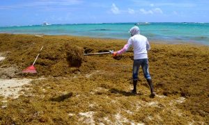 Habitantes Verón y Punta Cana piden intervención para combatir sargazo