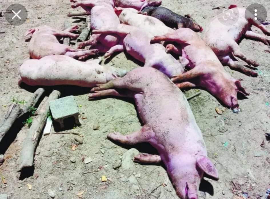 Una mortandad de cerdos se registra en Mata Palacio de Hato Mayor