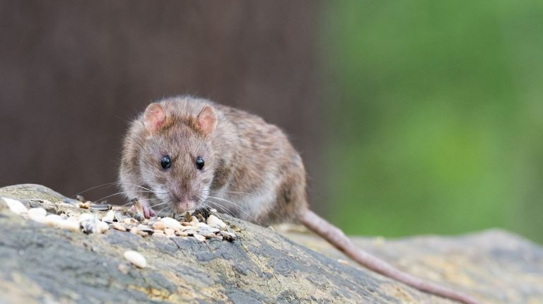 Como los humanos, las ratas son capaces de estimar la duración de sus actos